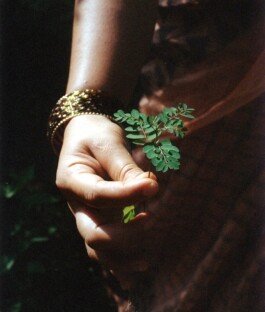 Photograph of Indian woman's hand holding bhoomi amla plant 